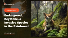 Endangered, Keystone, & Invasive Species in the Rainforest