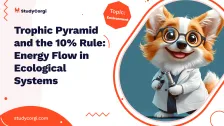 Trophic Pyramid and the 10% Rule: Energy Flow in Ecological Systems