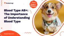 Blood Type AB+: The Importance of Understanding Blood Type